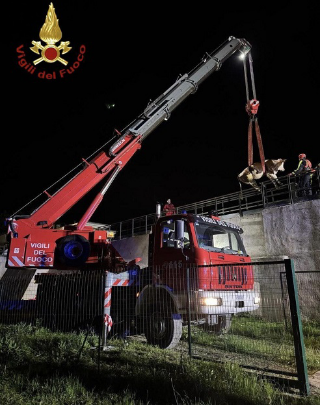 Mucca cade in un canale a Borgone di Susa, salvata dai vigili del fuoco